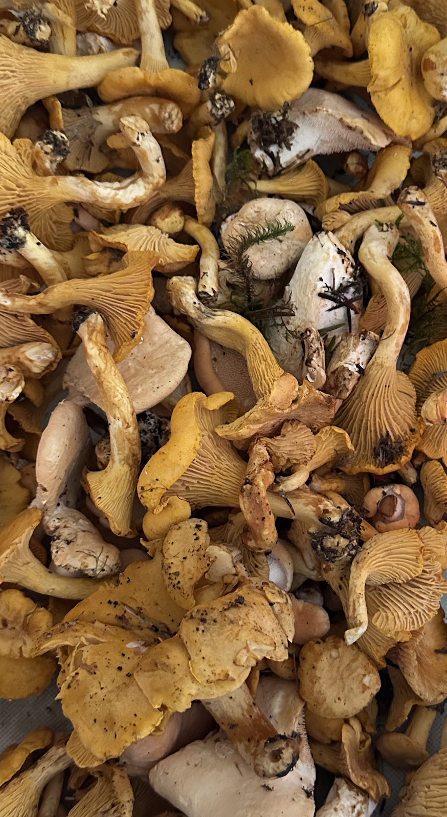 Wild Mushrooms Cooking @ The Chef Kitchen